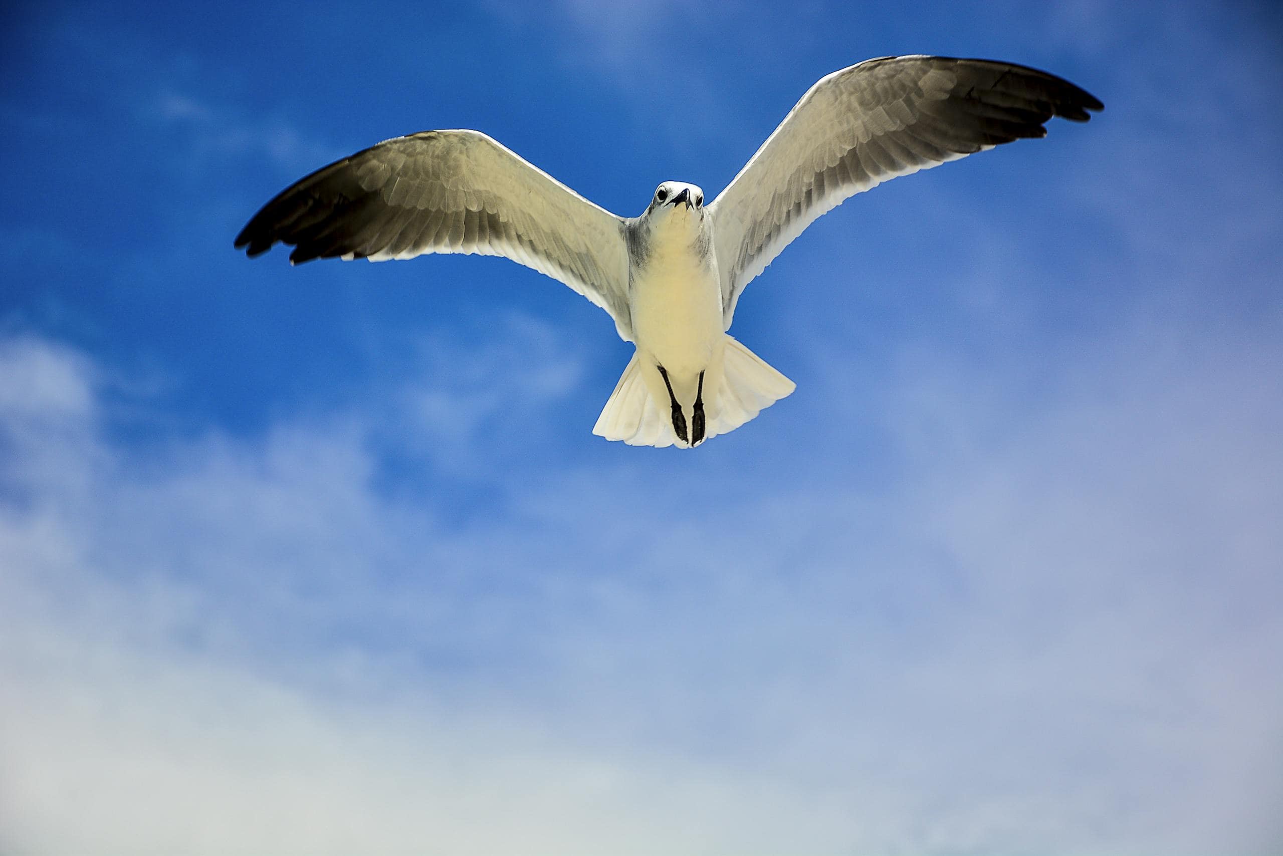 A seagull in flight under a clear blue sky, showcasing freedom and grace.
